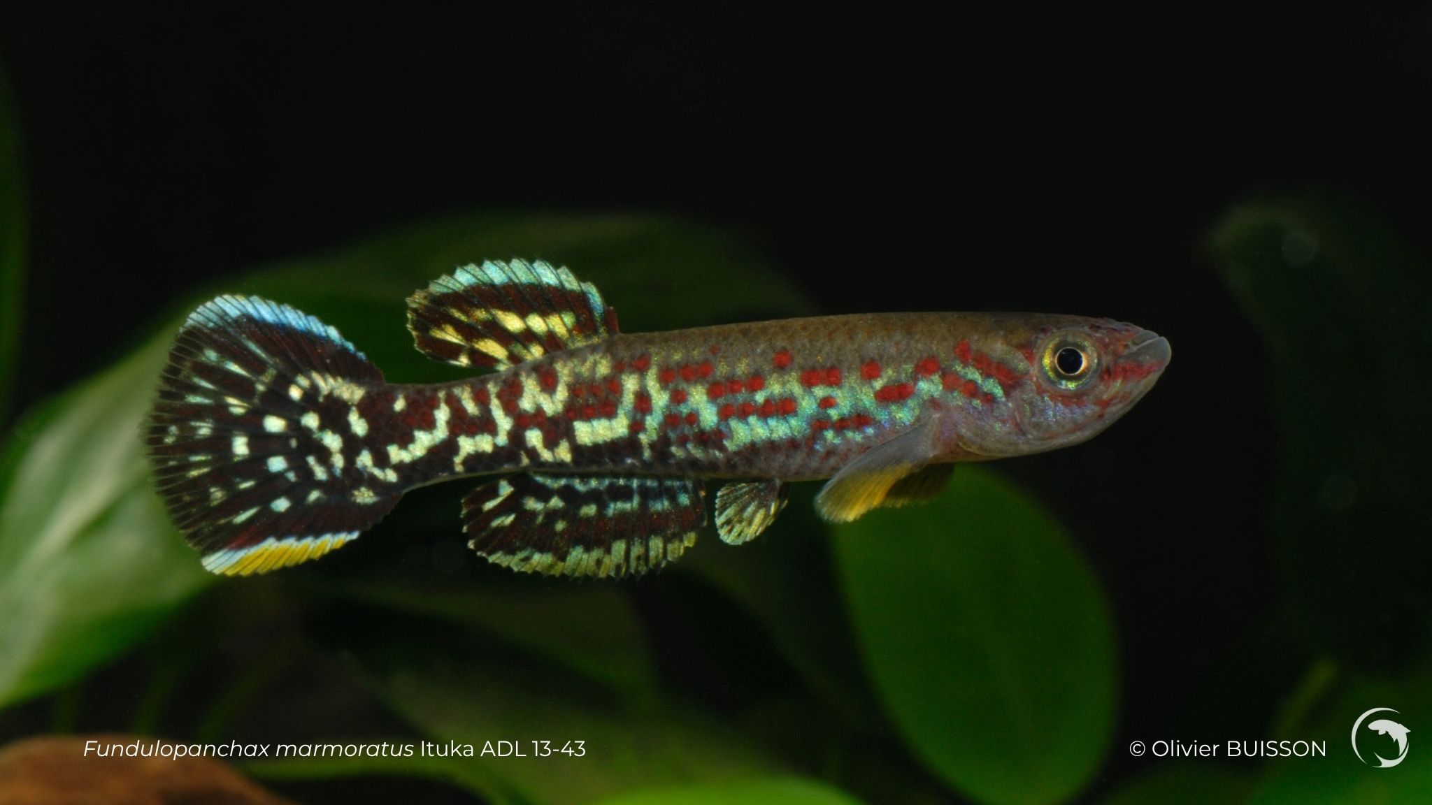 Fundulopanchax marmoratus Ituka ADL 13-43 photo Olivier Buisson