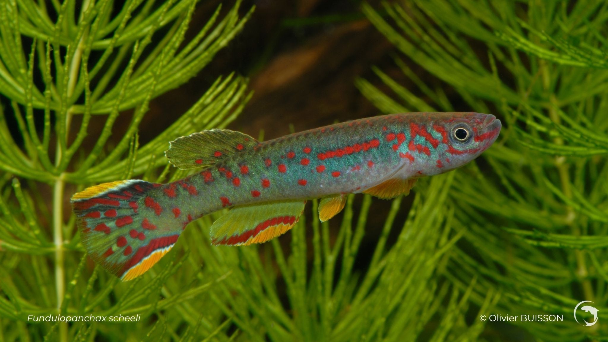 Fundulopanchax scheeli - photo Olivier Buisson